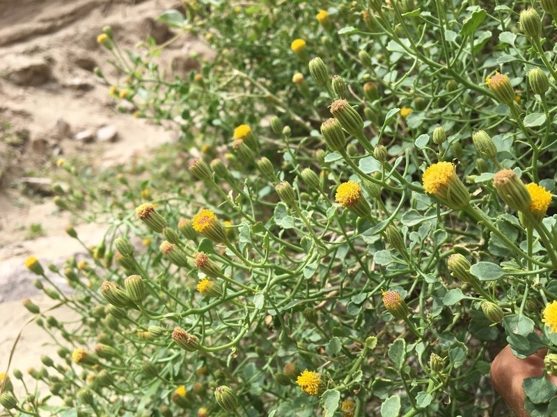 Bluff Rockdaisy photo 7