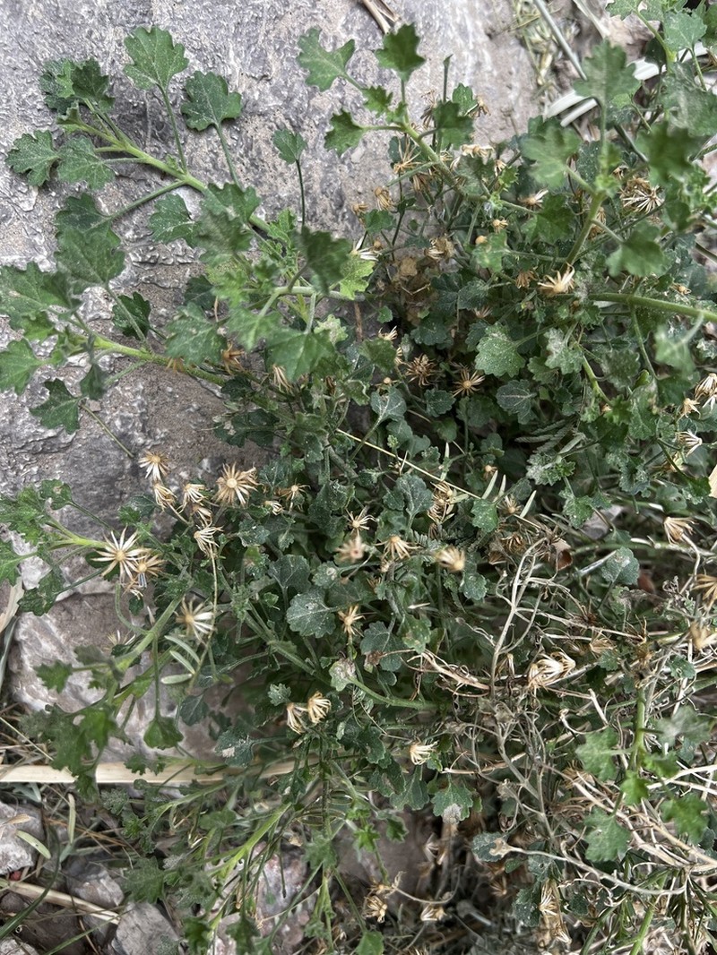Bluff Rockdaisy photo 8