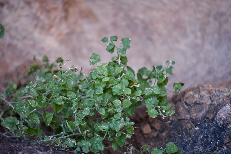 Ajo Rockdaisy
