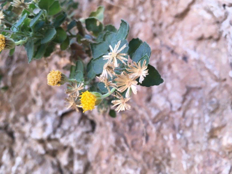 Ajo Rockdaisy photo 2