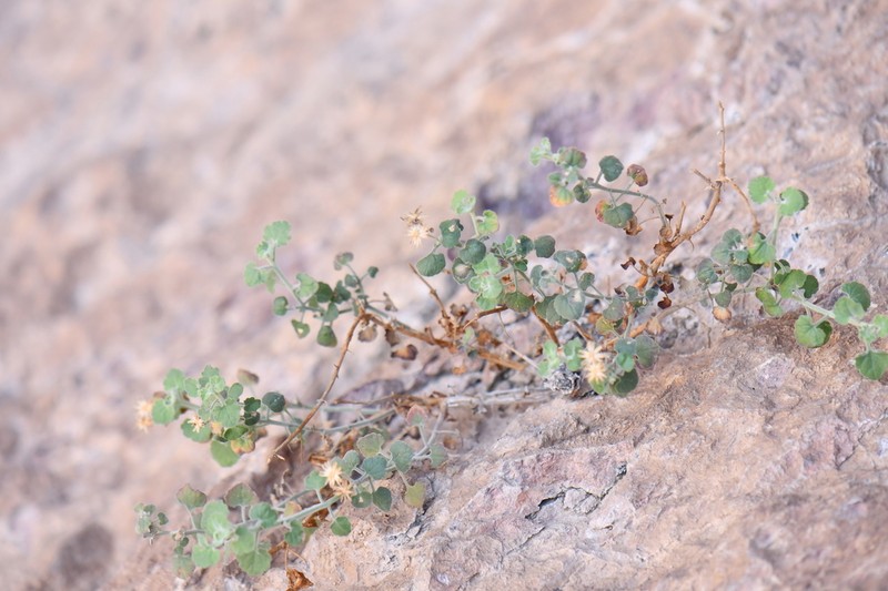 Ajo Rockdaisy photo 3