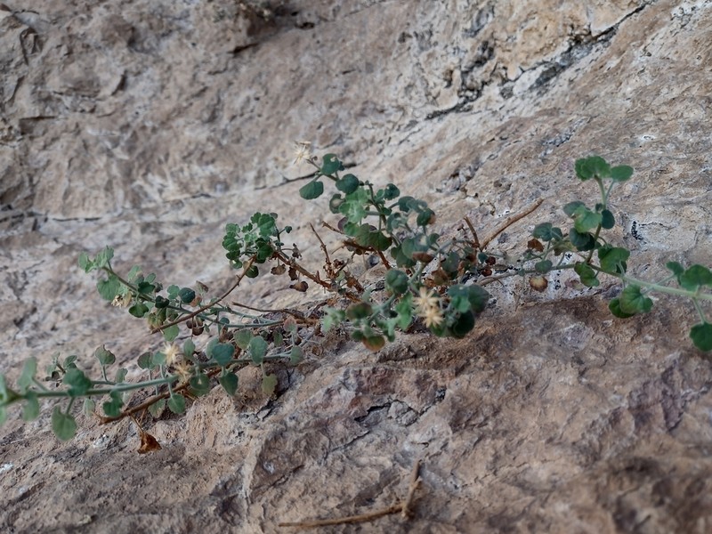 Ajo Rockdaisy photo 4