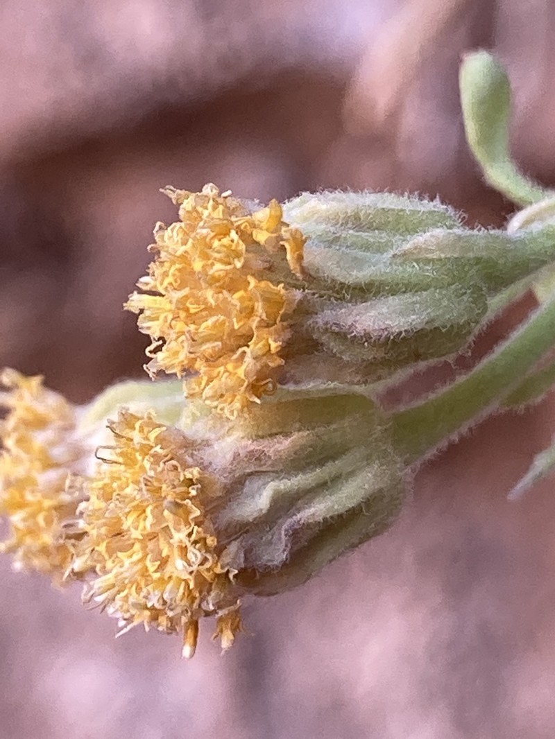 Ajo Rockdaisy photo 5