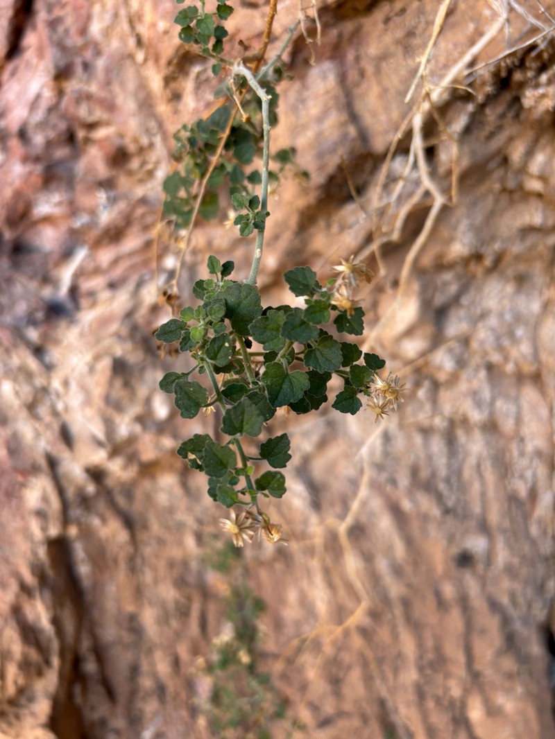 Ajo Rockdaisy photo 6