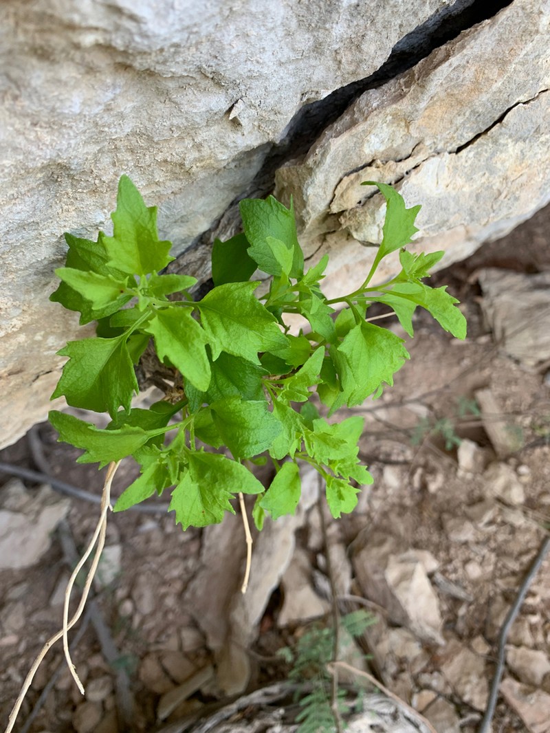 Narrow-Leaved Rockdaisy