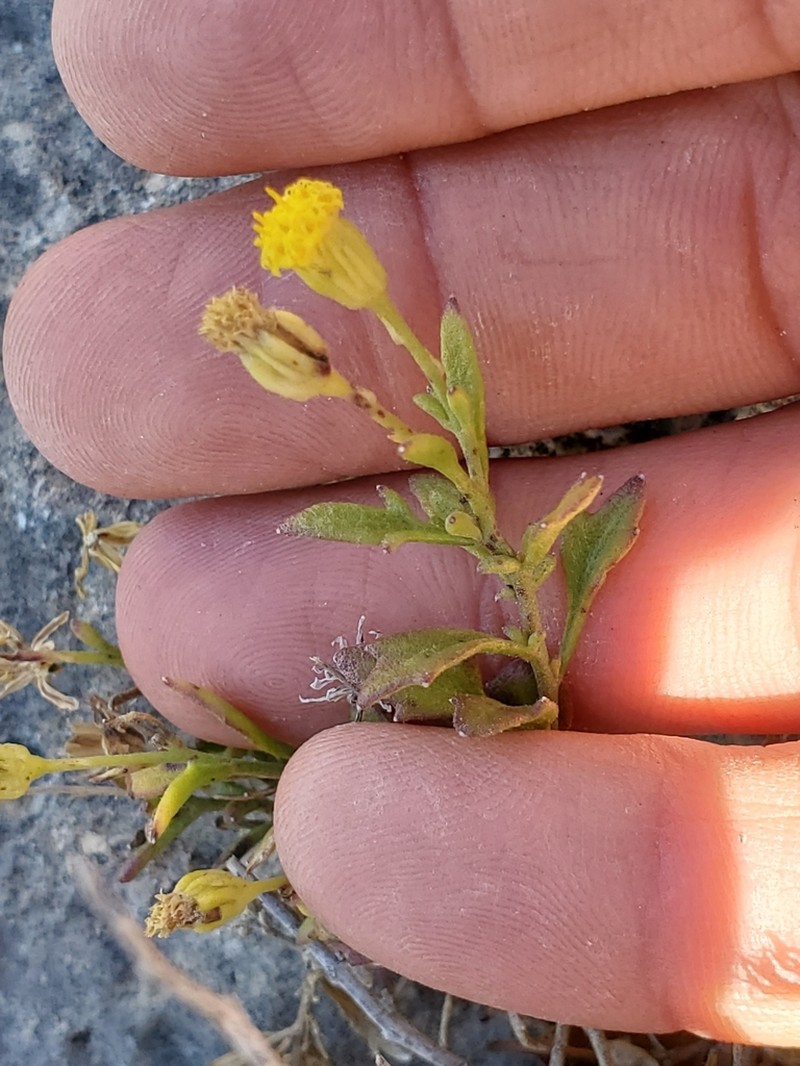Narrow-Leaved Rockdaisy photo 3