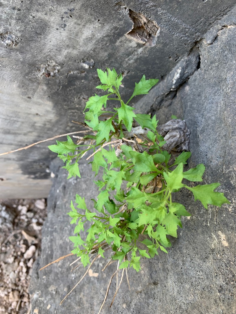 Narrow-Leaved Rockdaisy photo 4