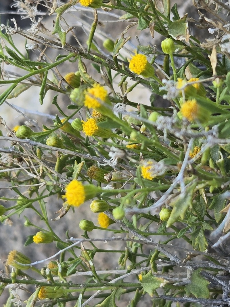Narrow-Leaved Rockdaisy photo 5