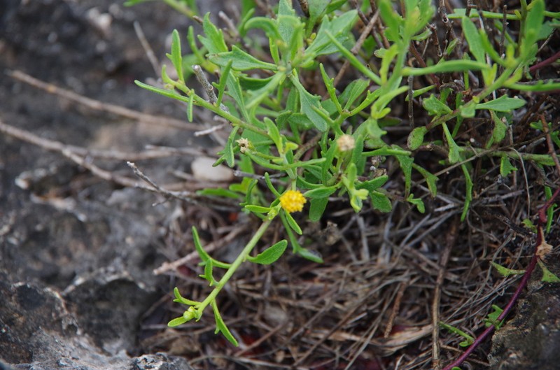 Narrow-Leaved Rockdaisy photo 6