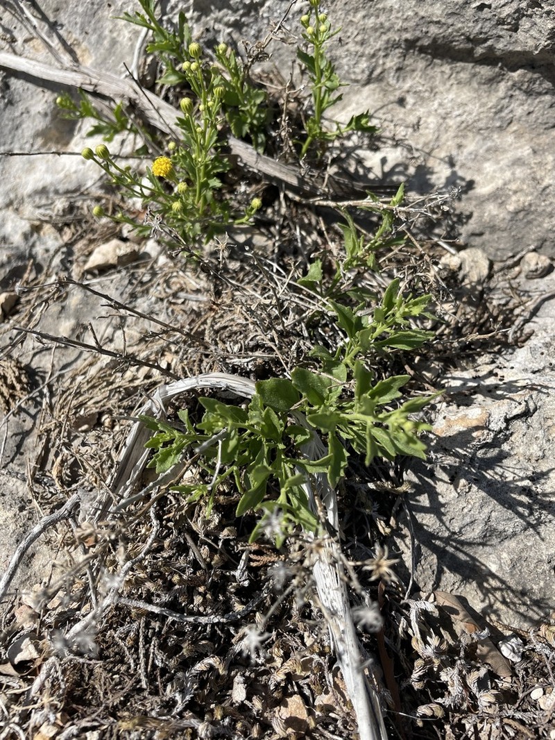 Narrow-Leaved Rockdaisy photo 7