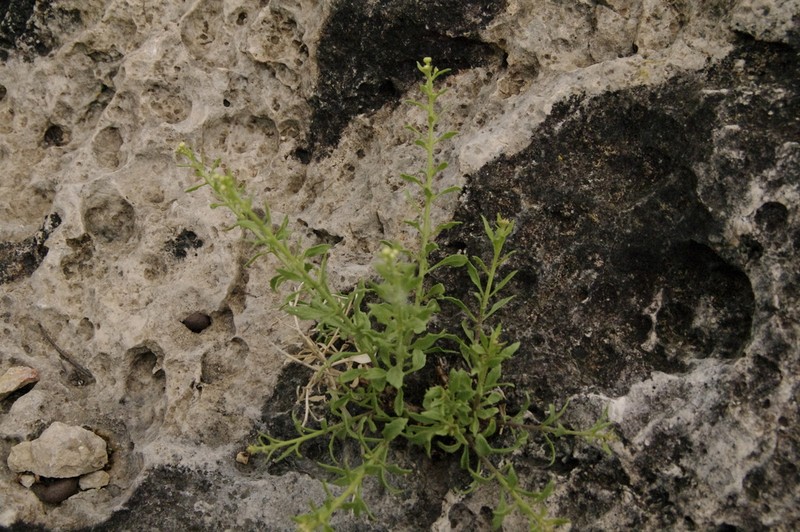 Narrow-Leaved Rockdaisy photo 8