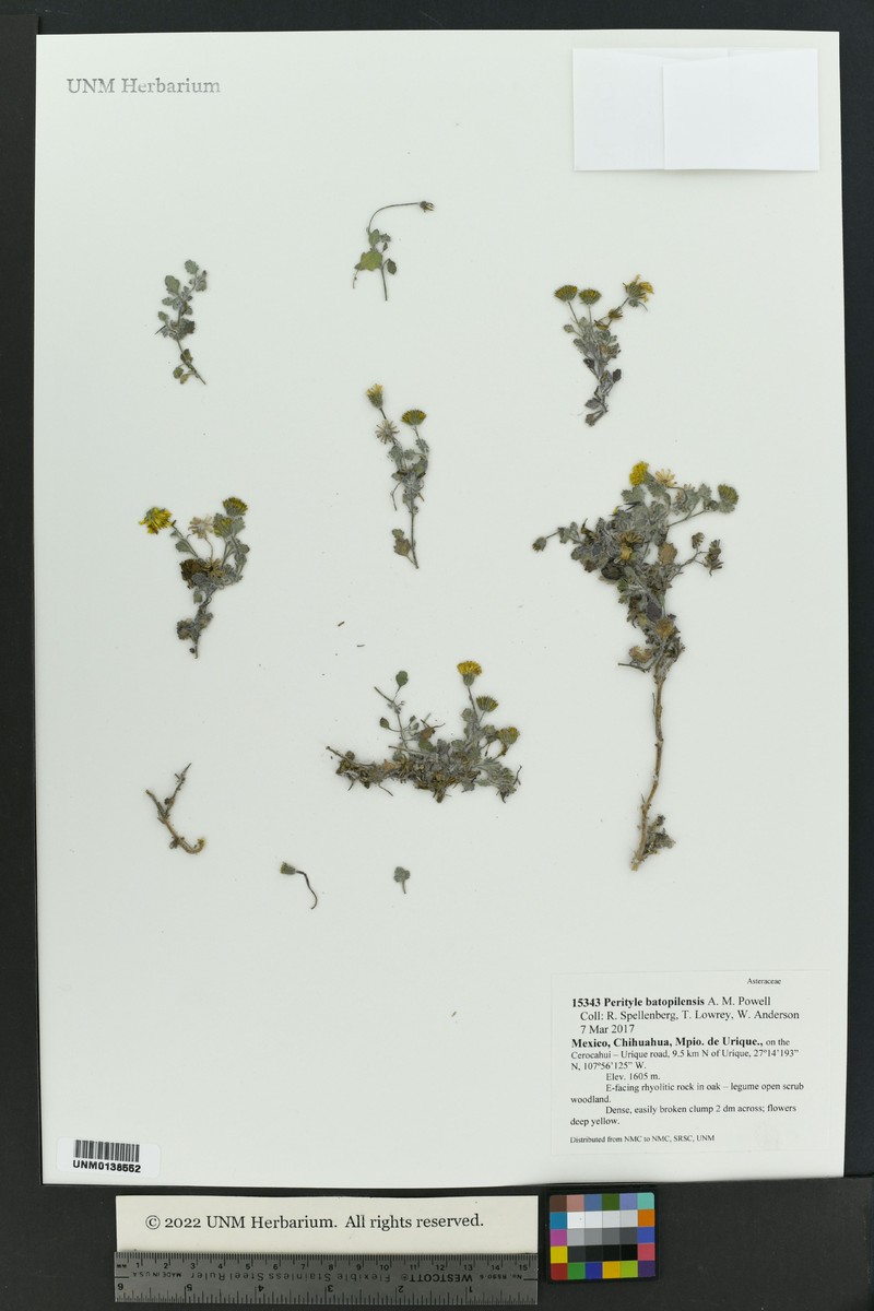 Laphamia batopilensis