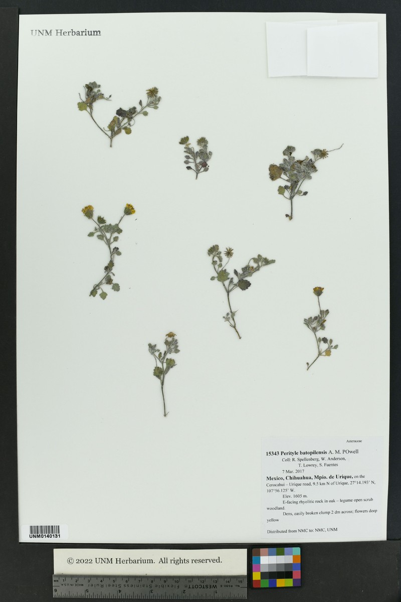 Laphamia batopilensis photo 2