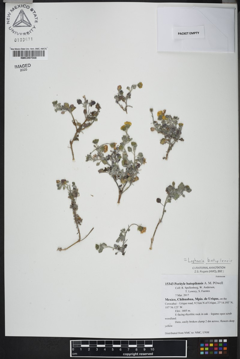 Laphamia batopilensis photo 3
