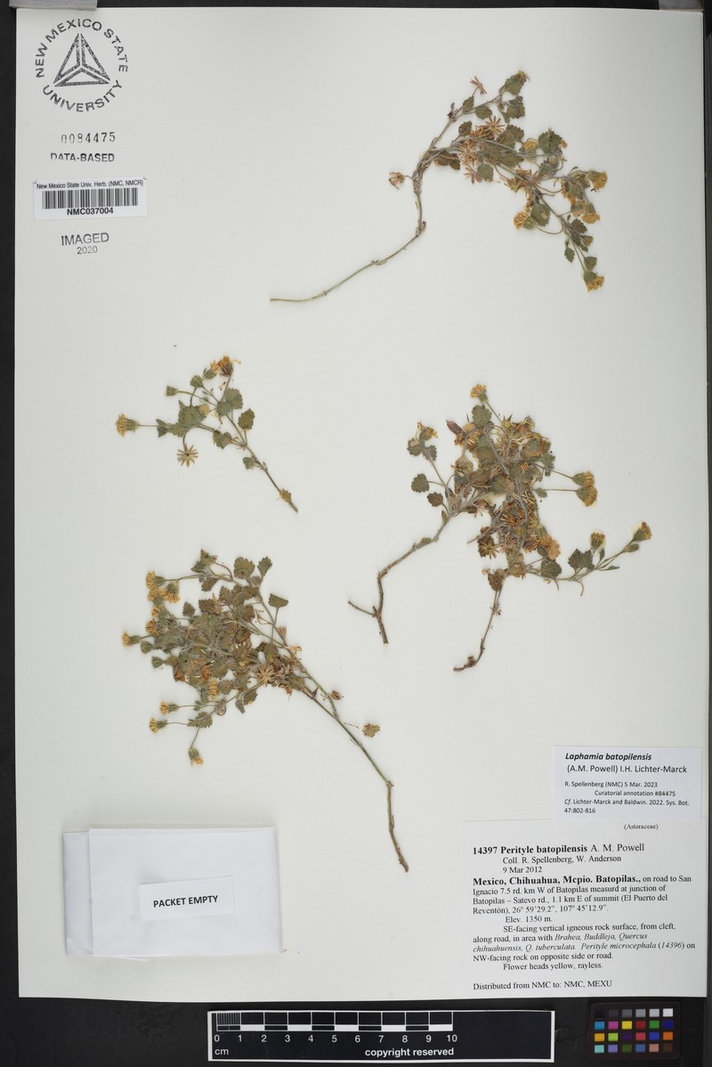 Laphamia batopilensis photo 4