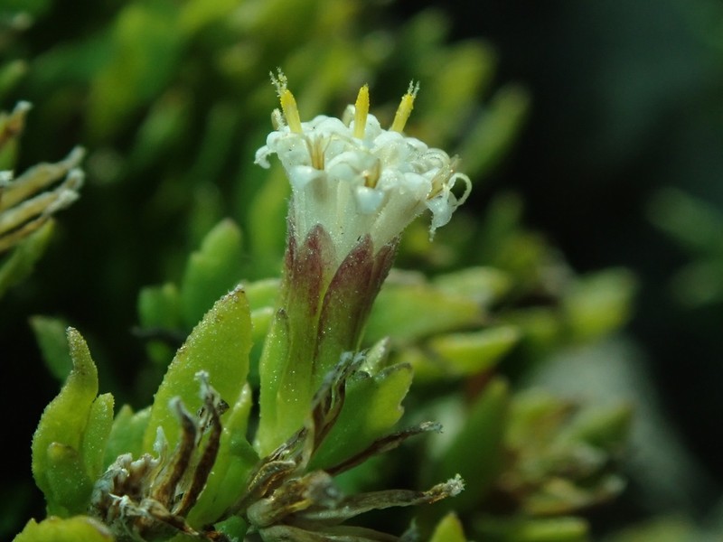 Twobristle Rockdaisy