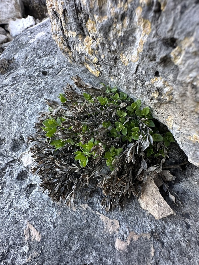 Twobristle Rockdaisy photo 3