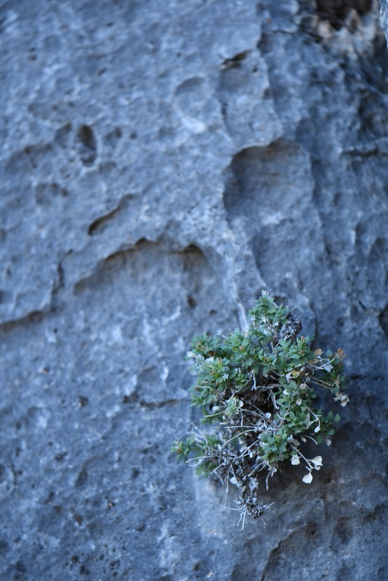 Twobristle Rockdaisy photo 4