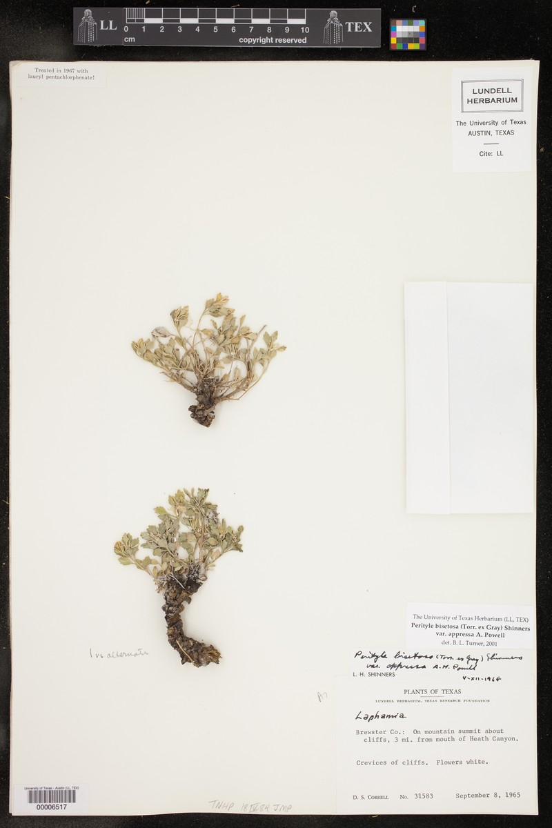 Laphamia bisetosa var. appressa