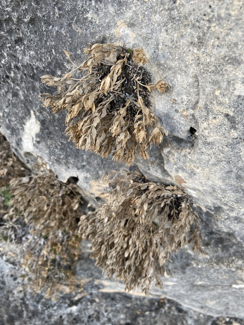 Laphamia bisetosa var. bisetosa