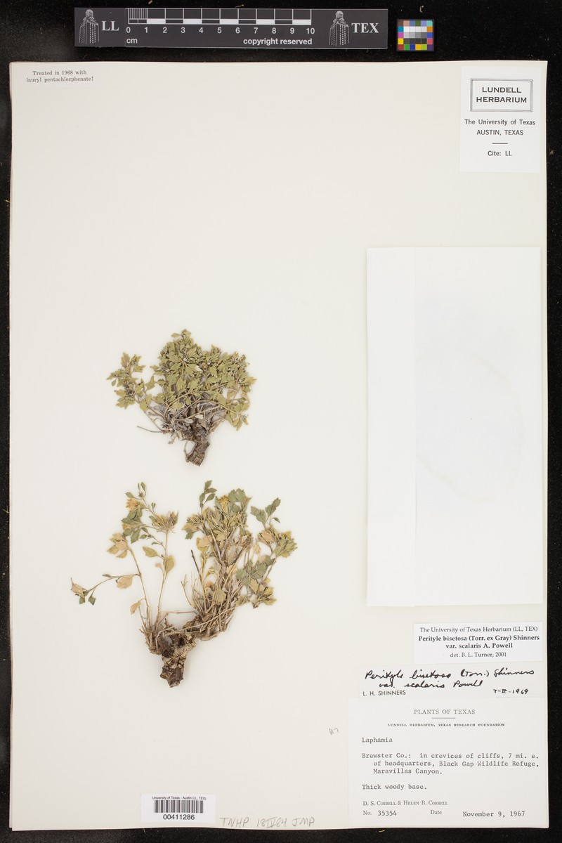 Laphamia bisetosa var. scalaris photo 3