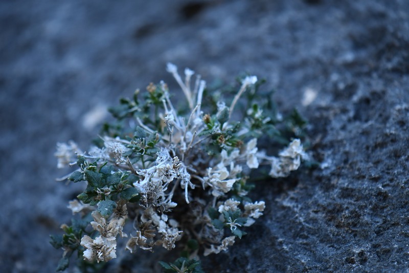 Laphamia bisetosa var. scalaris