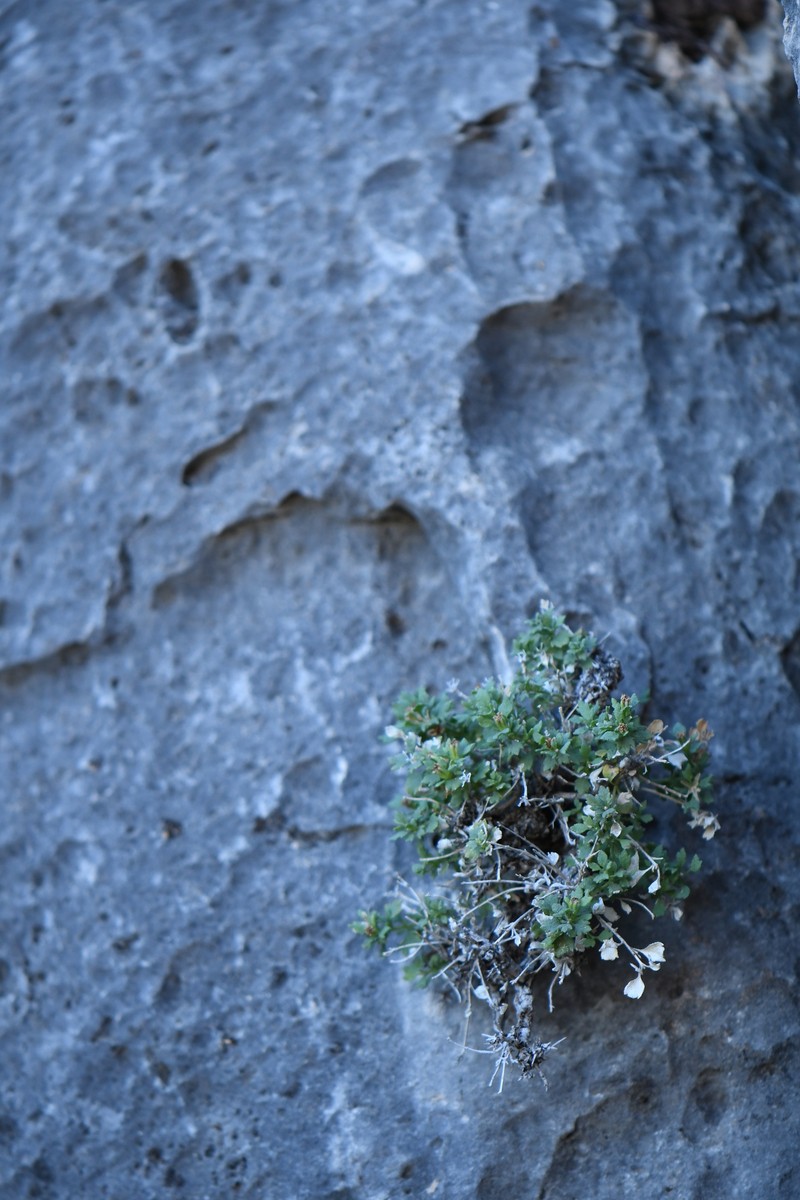 Laphamia bisetosa var. scalaris photo 2