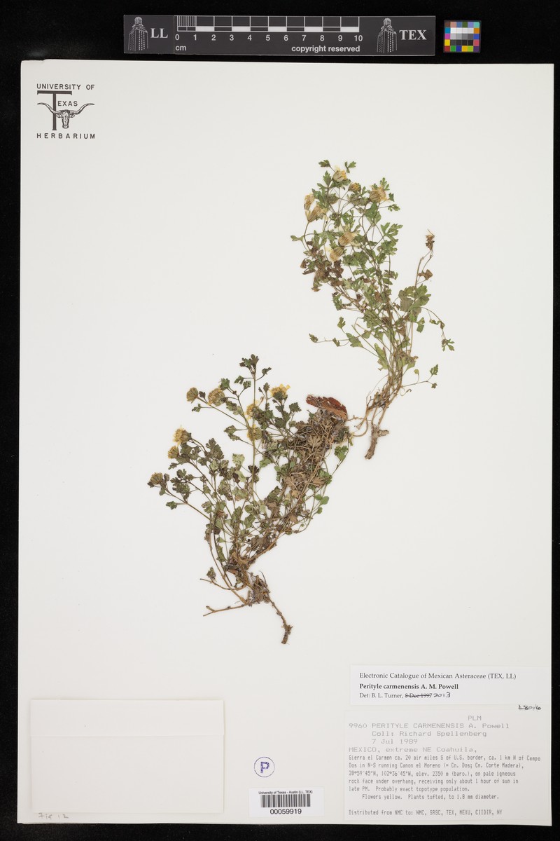 Laphamia carmenensis