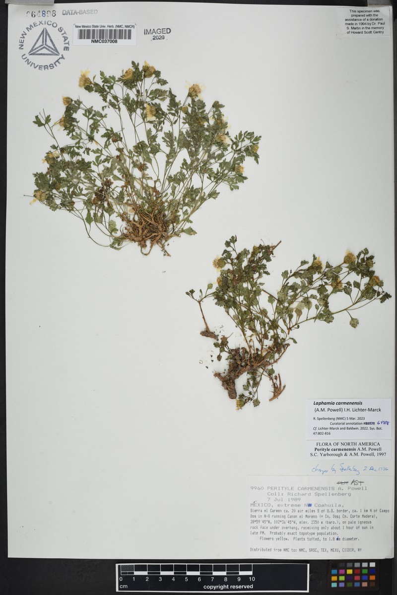 Laphamia carmenensis photo 2