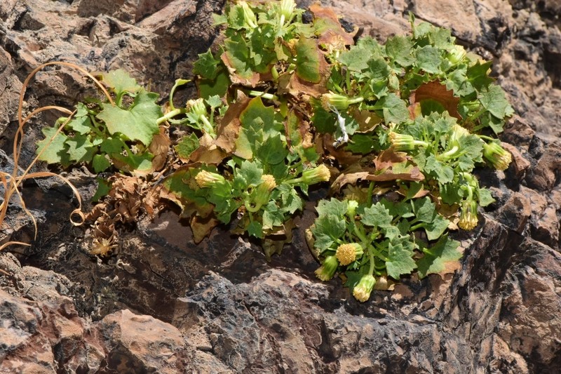 Organ Mountain Rockdaisy