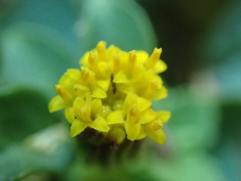 Organ Mountain Rockdaisy photo 4