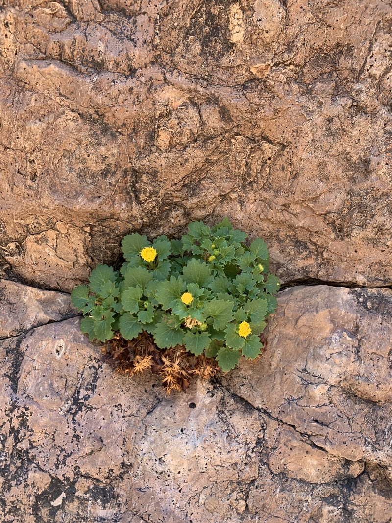 Organ Mountain Rockdaisy photo 5