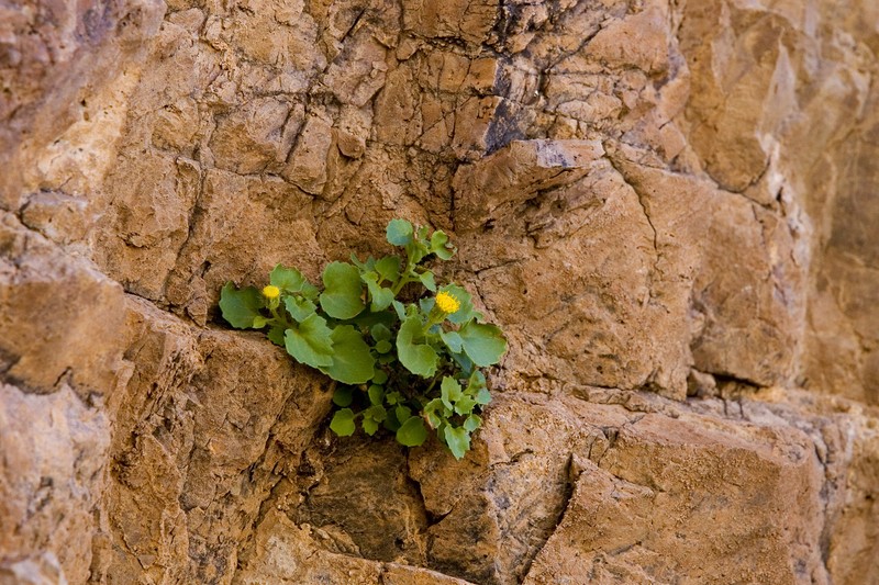 Organ Mountain Rockdaisy photo 7