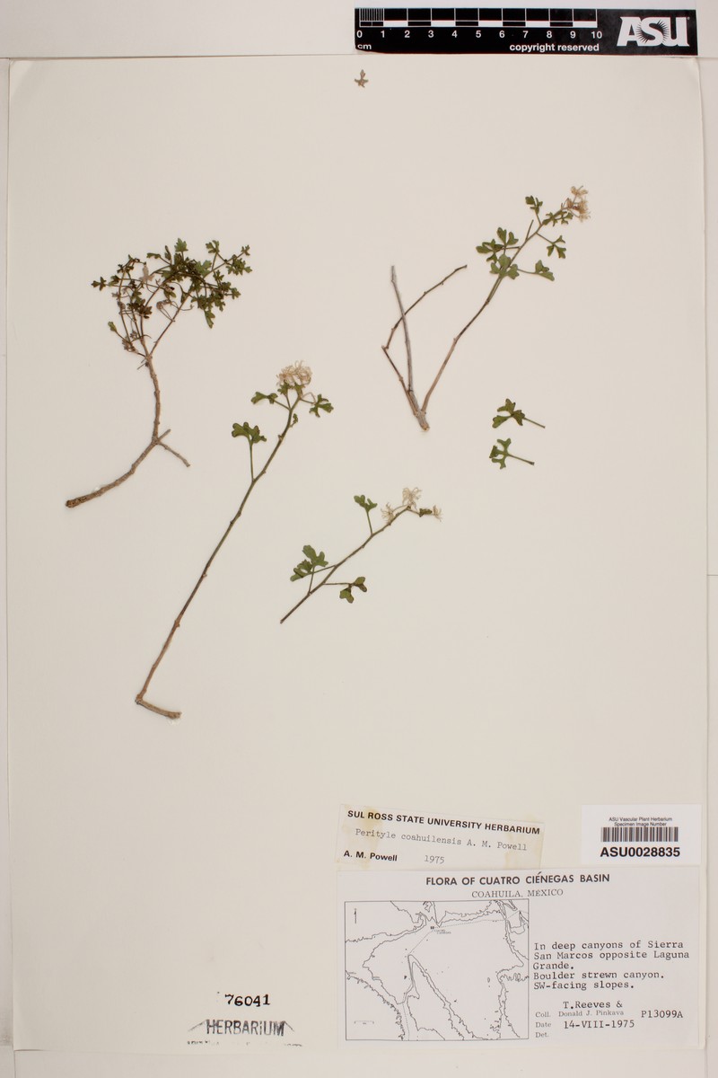 Laphamia coahuilensis