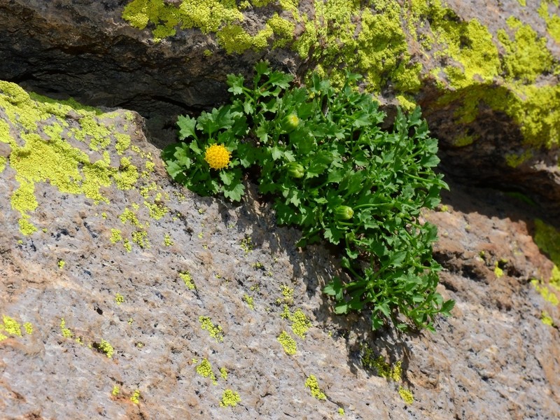 Cochise Rockdaisy