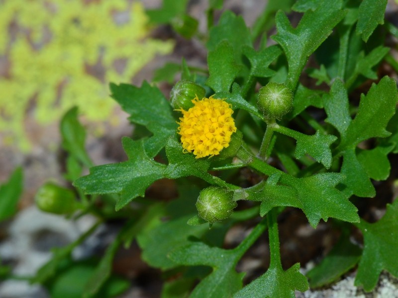 Cochise Rockdaisy photo 2