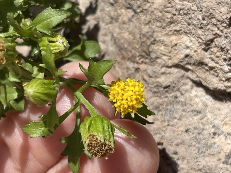 Cochise Rockdaisy photo 3