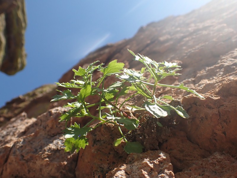 Cochise Rockdaisy photo 4