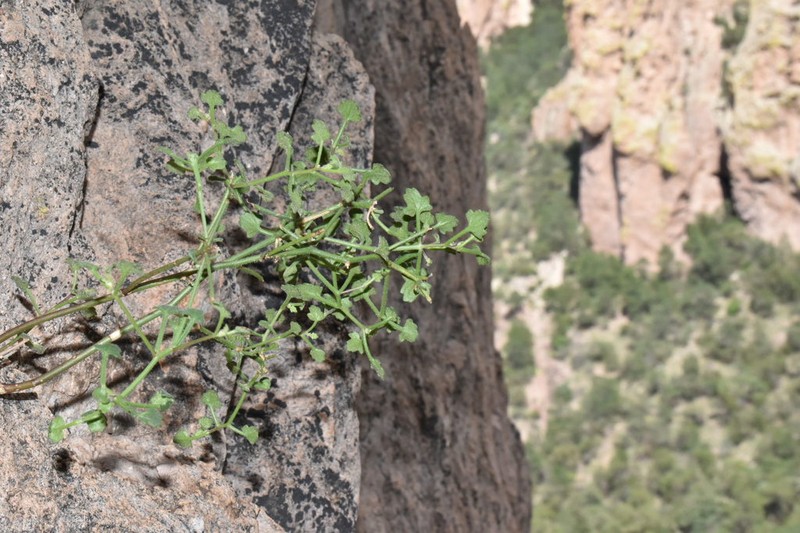 Cochise Rockdaisy photo 5