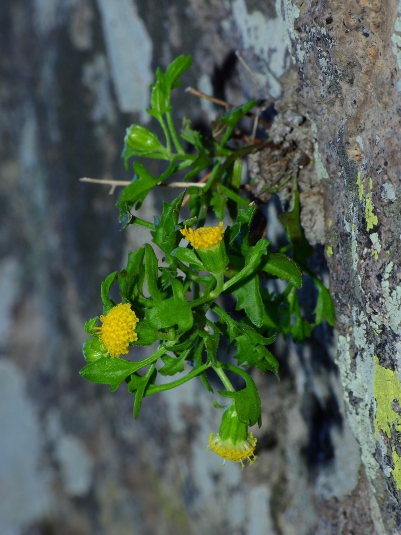 Cochise Rockdaisy photo 6