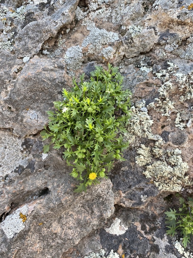 Cochise Rockdaisy photo 7