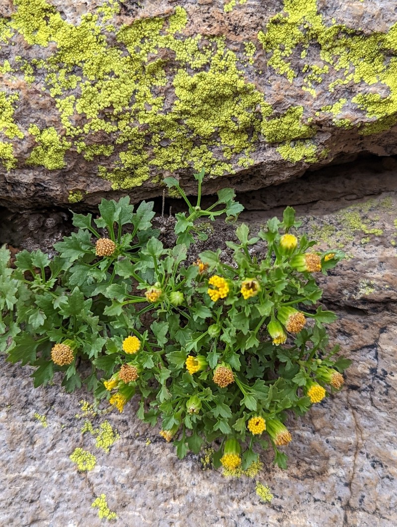 Cochise Rockdaisy photo 8