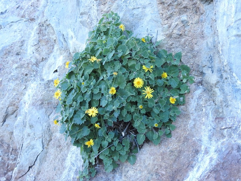 Laphamia cordifolia
