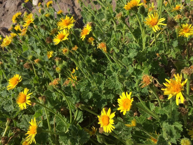 Laphamia cordifolia photo 2