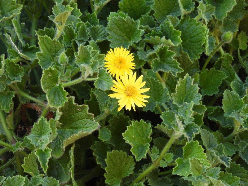 Laphamia cordifolia photo 3