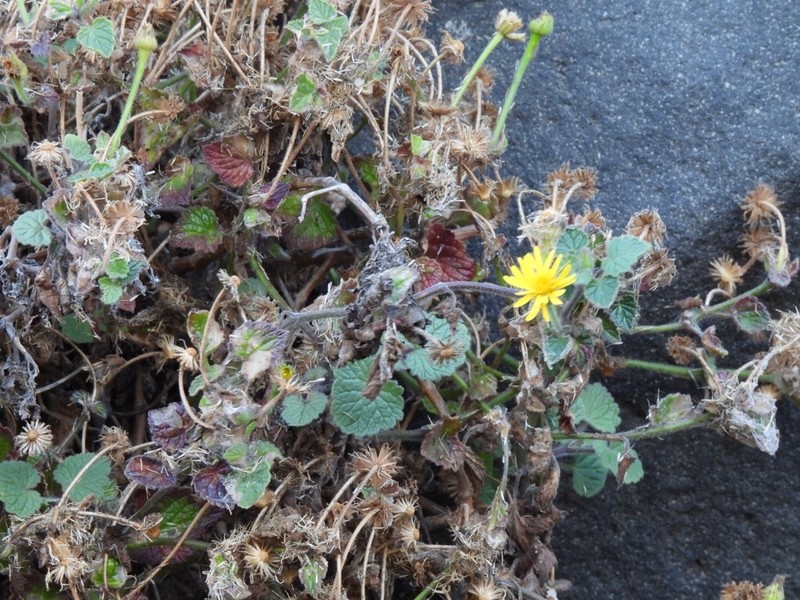 Laphamia cordifolia photo 4
