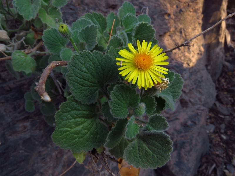 Laphamia cordifolia photo 5