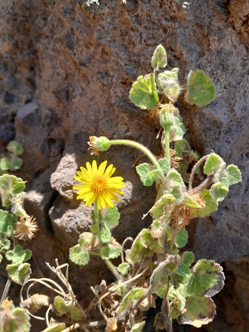 Laphamia cordifolia photo 6