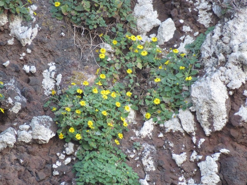 Laphamia cordifolia photo 8