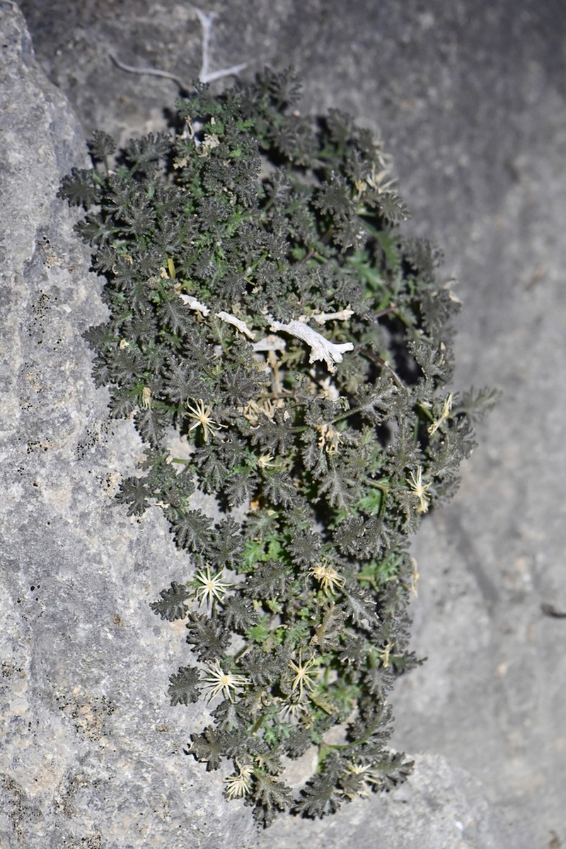 Dissected Rockdaisy photo 6